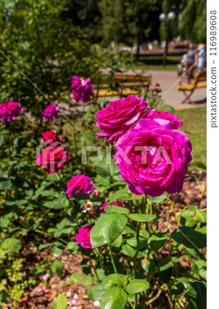 The beauty of urban flowers on a summer day  116989608