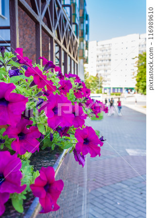 The beauty of urban flowers on a summer day The beauty of urban flowers on a summer day 116989610