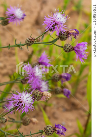The beauty of urban flowers on a summer day  116989611