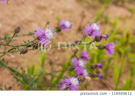 The beauty of urban flowers on a summer day The beauty of urban flowers on a summer day 116989612