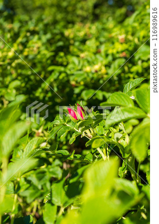 The beauty of urban flowers on a summer day  116989616