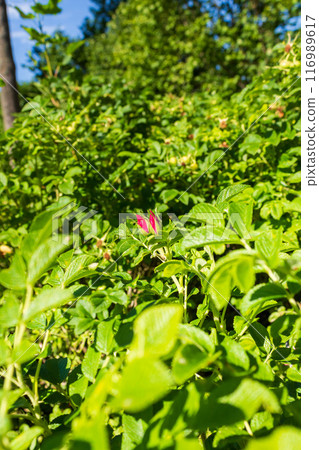 The beauty of urban flowers on a summer day  116989617