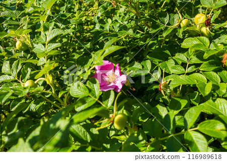 The beauty of urban flowers on a summer day  116989618
