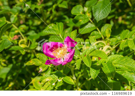 The beauty of urban flowers on a summer day  116989619