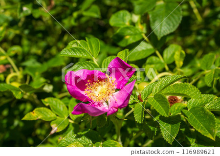 The beauty of urban flowers on a summer day The beauty of urban flowers on a summer day 116989621