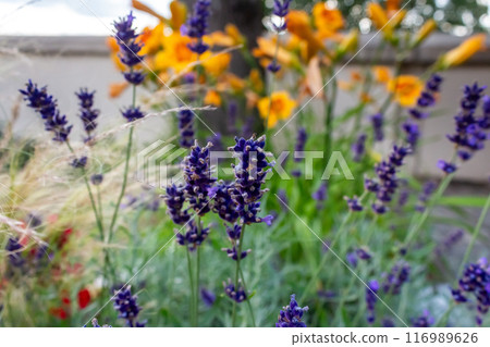 The beauty of urban flowers on a summer day  116989626