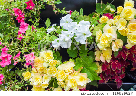 The beauty of urban flowers on a summer day  116989627