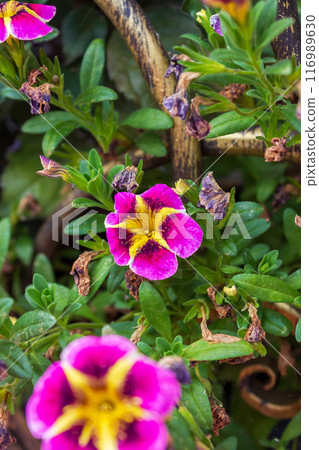 The beauty of urban flowers on a summer day The beauty of urban flowers on a summer day 116989630