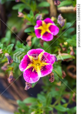 The beauty of urban flowers on a summer day  116989632