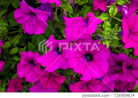 The beauty of urban flowers on a summer day  116989634