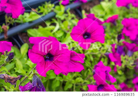 The beauty of urban flowers on a summer day  116989635