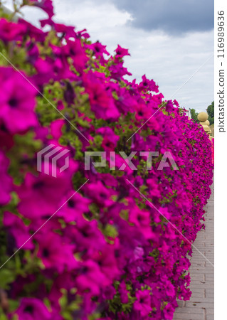 The beauty of urban flowers on a summer day  116989636