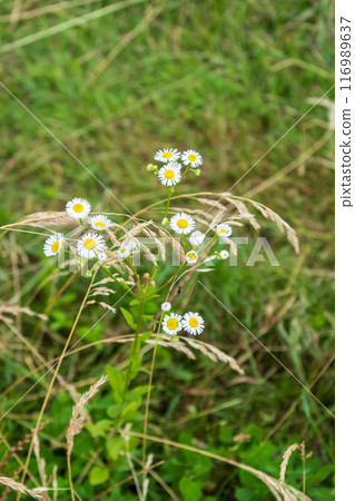 The beauty of urban flowers on a summer day  116989637