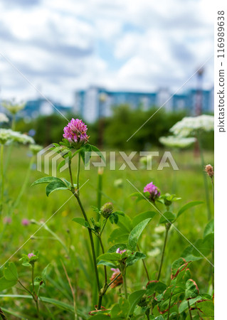 The beauty of urban flowers on a summer day  116989638