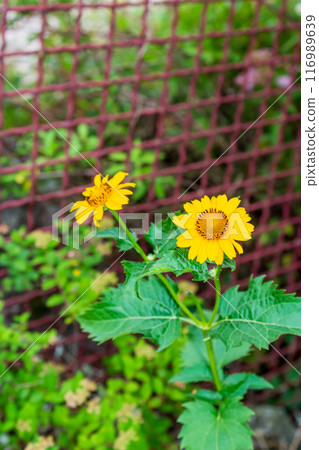 The beauty of urban flowers on a summer day  116989639