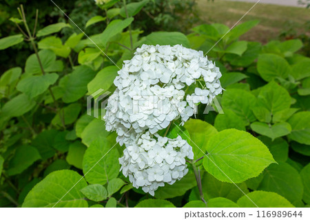 The beauty of urban flowers on a summer day  116989644