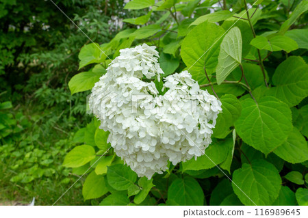 The beauty of urban flowers on a summer day  116989645