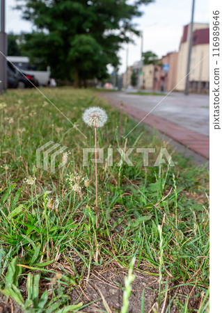 The beauty of urban flowers on a summer day  116989646