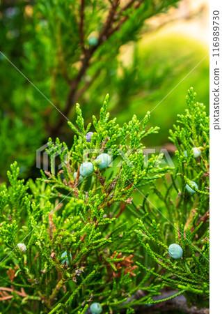 Lush Christmas tree in the sunlight  116989730