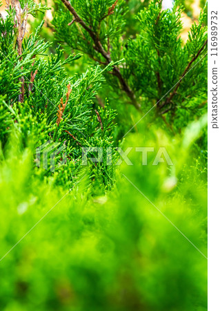 Lush Christmas tree in the sunlight  116989732