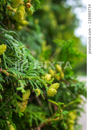 Lush Christmas tree in the sunlight  116989734
