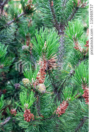 Lush Christmas tree in the sunlight  116989737