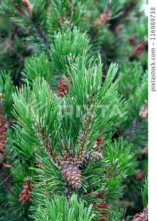 Lush Christmas tree in the sunlight  116989738