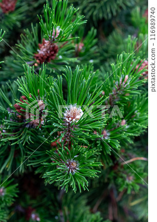 Lush Christmas tree in the sunlight Lush Christmas tree in the sunlight 116989740