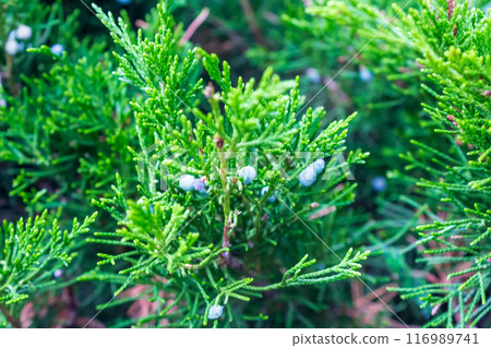 Lush Christmas tree in the sunlight  116989741