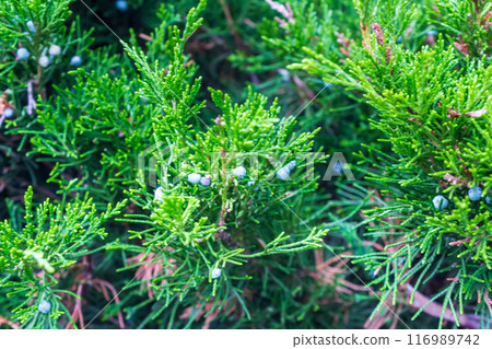 Lush Christmas tree in the sunlight Lush Christmas tree in the sunlight 116989742