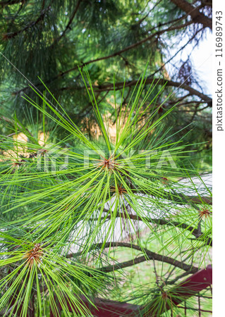 Lush Christmas tree in the sunlight  116989743