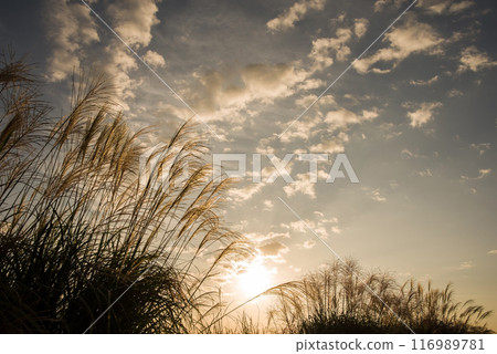 秋天的早晨場景“在早晨的陽光下閃閃發光的潘帕斯草” 116989781