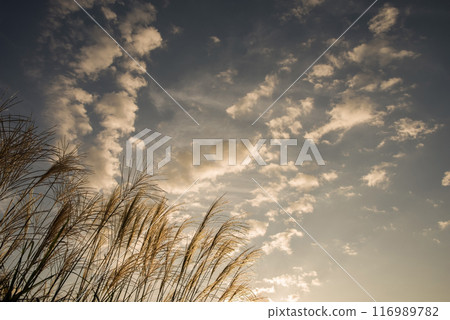 秋天的早晨場景“在早晨的陽光下閃閃發光的潘帕斯草” 116989782