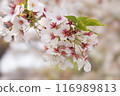 Sakura no Hana 116989813