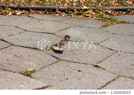 The beauty of urban birds 116989935