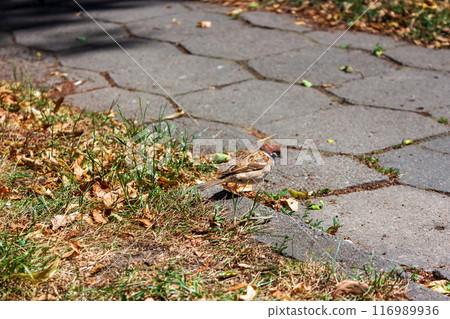 The beauty of urban birds 116989936