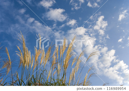 A refreshing autumn sky and silver grass A refreshing autumn sky and silver grass 116989954
