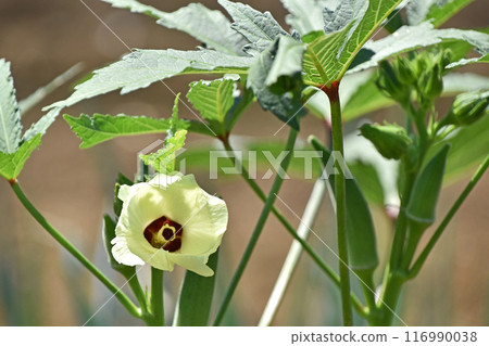 Okra's Flower 116990038