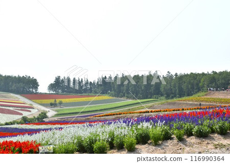 Shikisai no Oka Lavender Biei Shikisai no Oka Lavender Biei 116990364