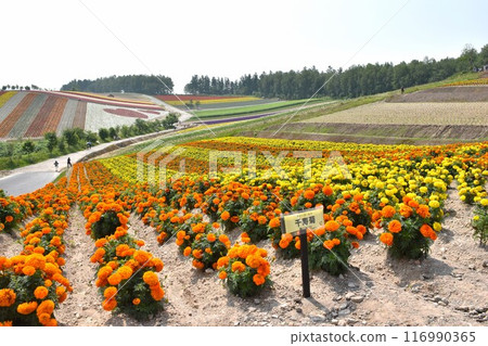 Shikisai no Oka Lavender Biei Shikisai no Oka Lavender Biei 116990365