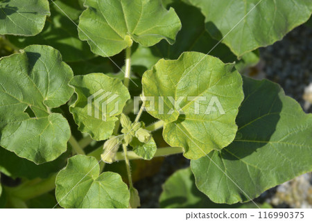 Common devils claw Common devils claw 116990375