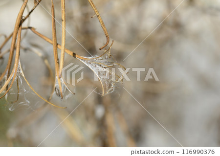 Great hairy willowherb 116990376