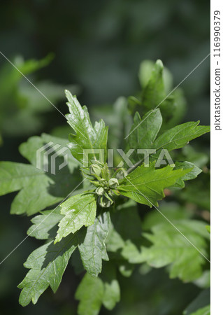 Rose Of Sharon 116990379