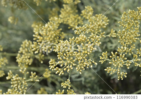 Italian everlasting flowers Italian everlasting flowers 116990383