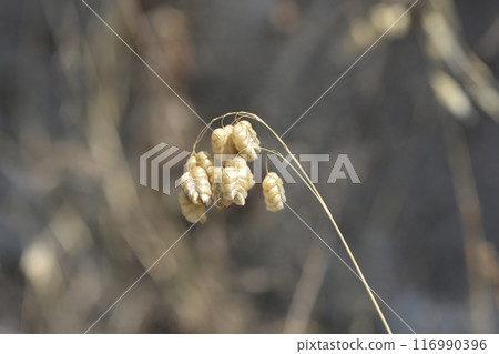 Large quaking grass 116990396
