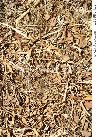 Dry grass and leaves 116990412