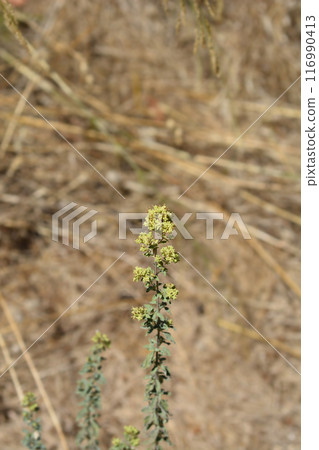 Winter marjoram 116990413