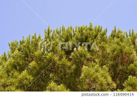 Italian stone pine 116990414