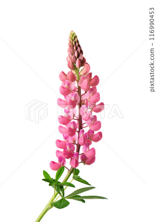 Pink lupine flower isolated on white background. Bunch of colorful lupines, spring flower. Pink lupine flower isolated on white background. Bunch of colorful lupines, spring flower. 116990453