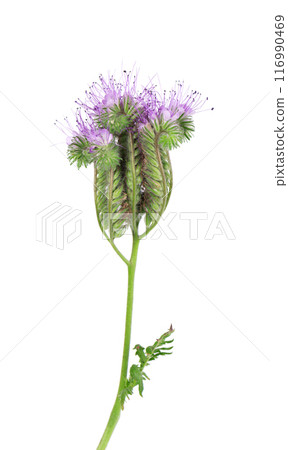 Phacelia flowers isolated on white background. Light purple flowers of Lacy phacelia or blue tansy. 116990469